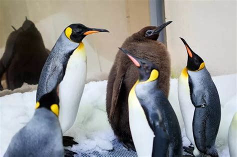 Pesto Is Growing Up! The Viral Baby Penguin Is Shedding the 